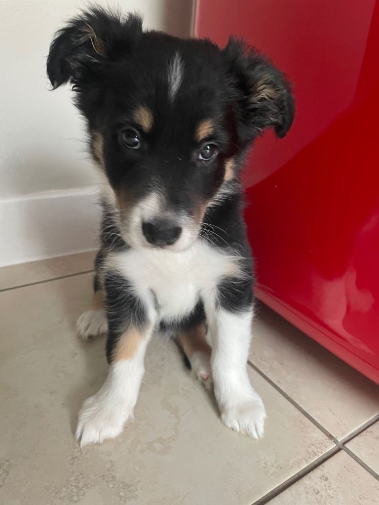 READY NOW!! Australian shepherd x collie puppies. LAST 1 LEFT!