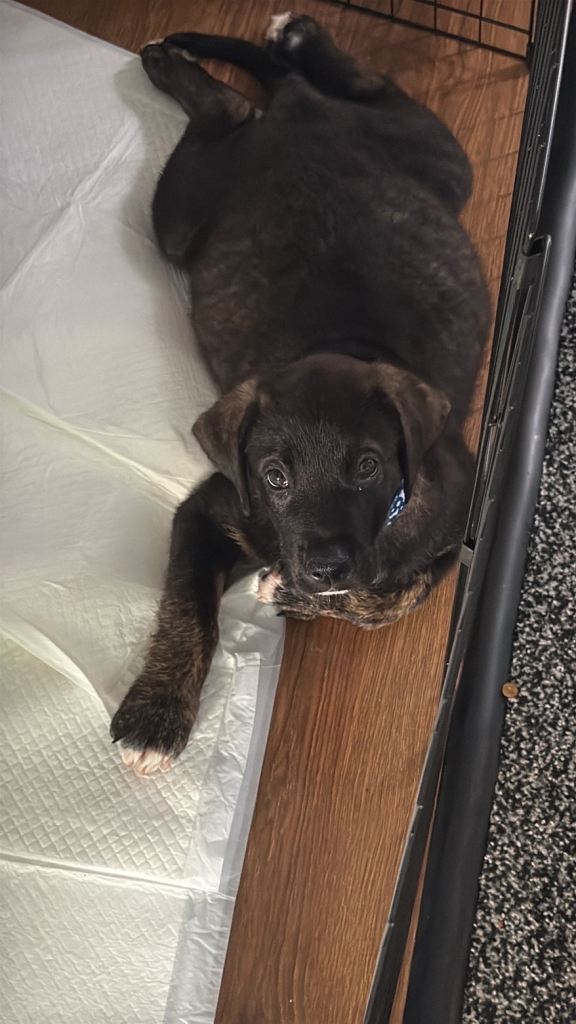 Staffie cross puppy mixed 