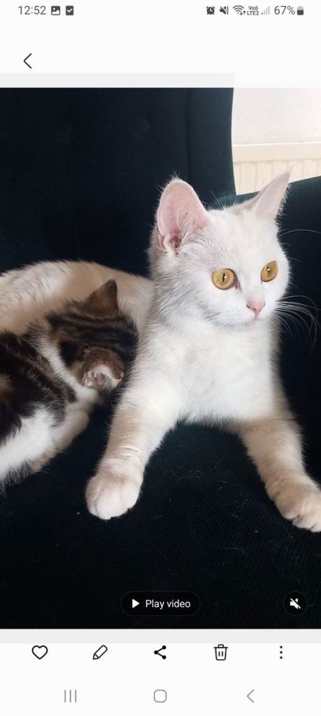 2 Beautiful White Kittens and one tiger boy for Sale – Rare Blue Eyes