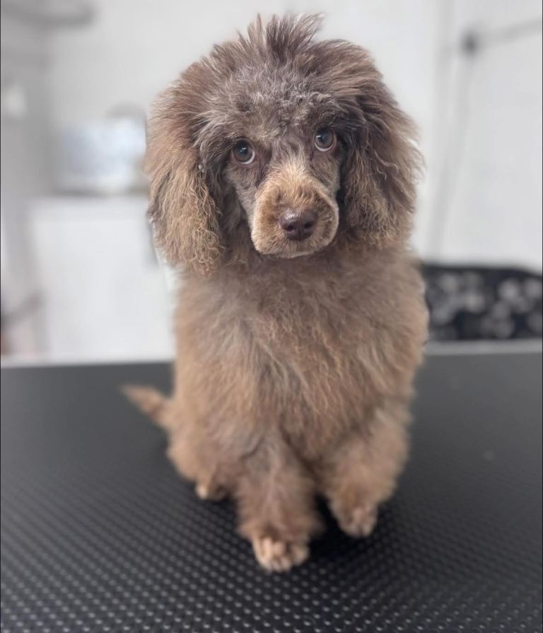 1/4 Cavalier 3/4 poodle puppy 