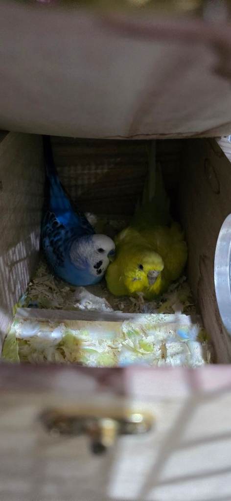 Bonded Breeding Budgies 