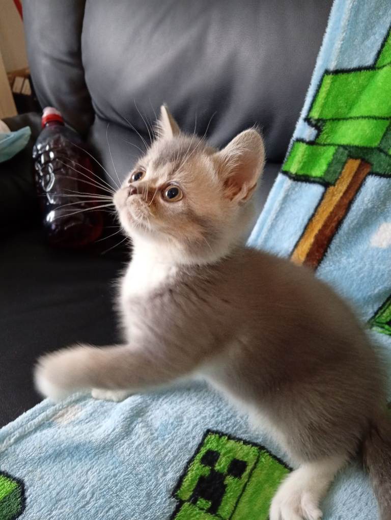 Exotic shorthair x scottish straight 