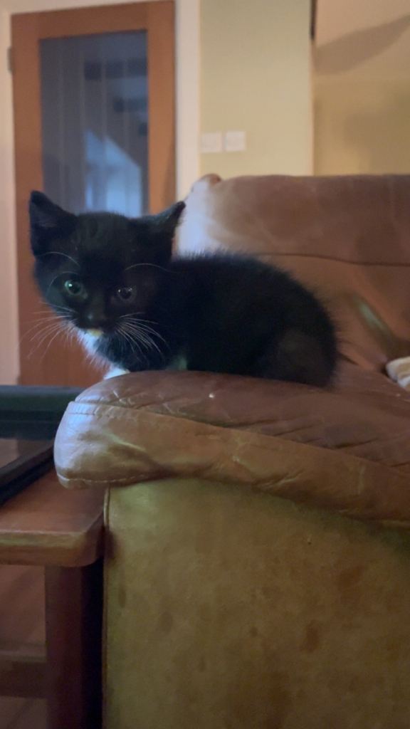 Beautiful kittens ready now