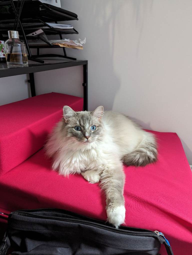 Ragdoll Blue Adult Male