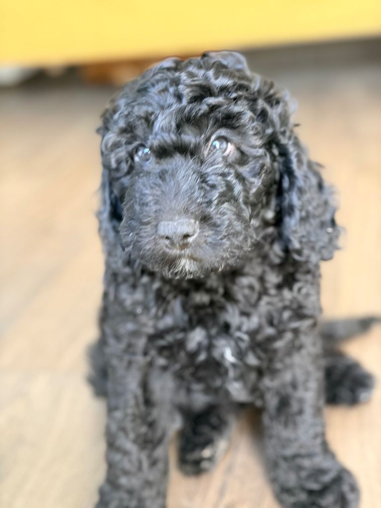 F1B Cockerpoos - Ready to leave (2 x girls, 1 x boy)
