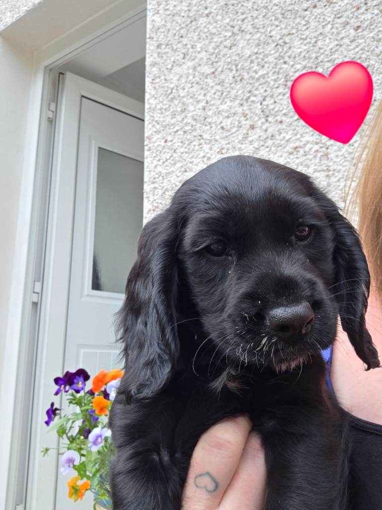 KC registered Cocker Spaniel pups