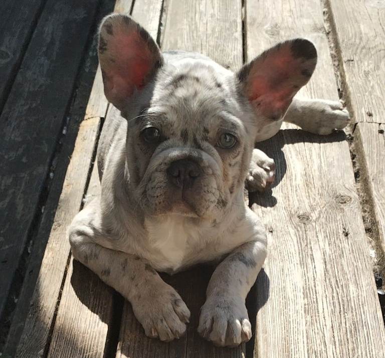 Beautiful Frenchie, knockdown price