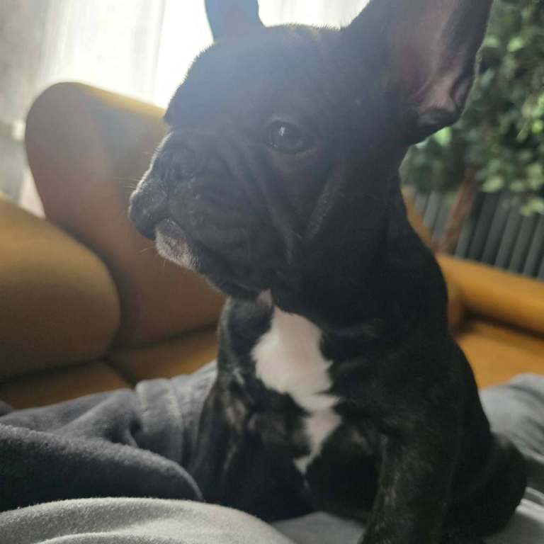 French Bulldog Girl Puppy – Luna – Ready Now – £950