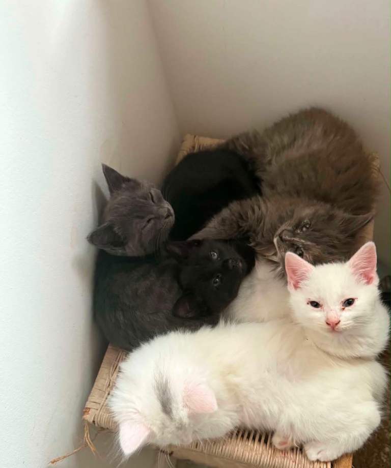 5 kitten for sale