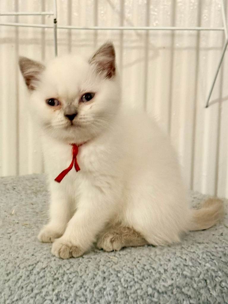 British Shorthair Kittens