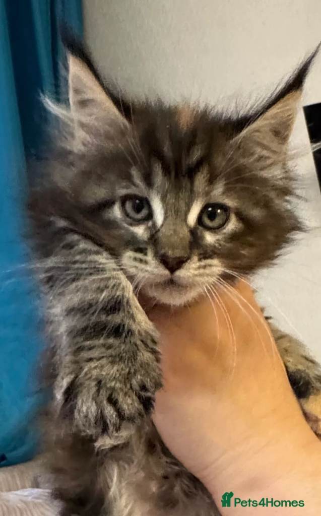 Maine coon kitten