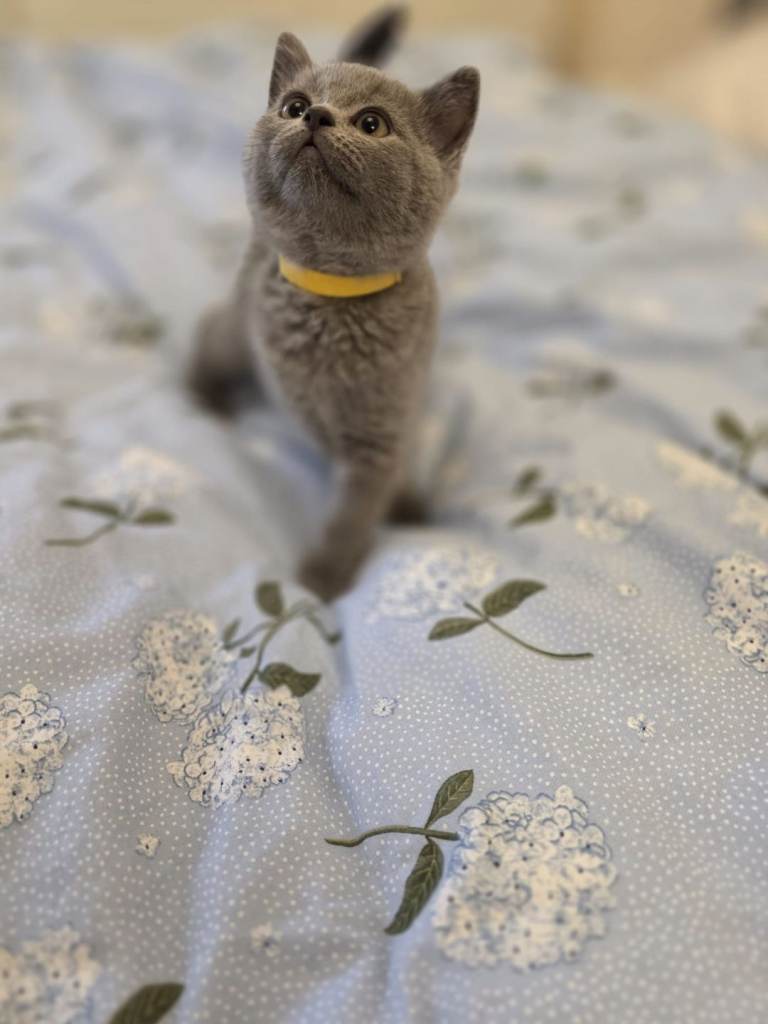 British shorthair kitten 