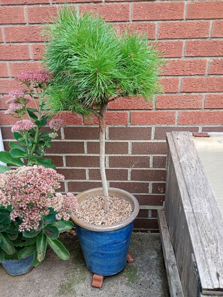 Reduced Mediium Standard Bonsai pine tree... 