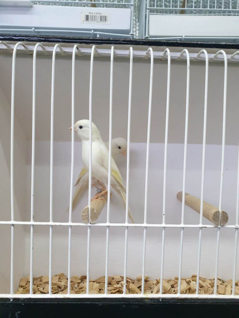 Canary's for sale
