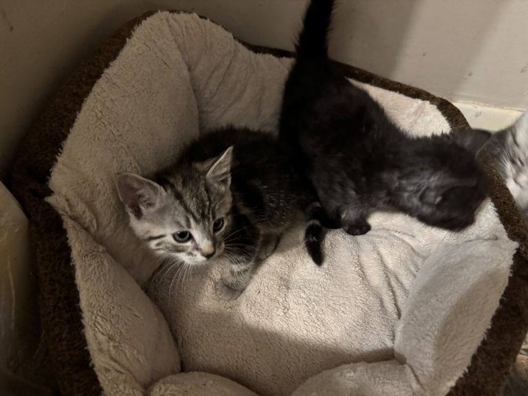 Beautiful kittens 