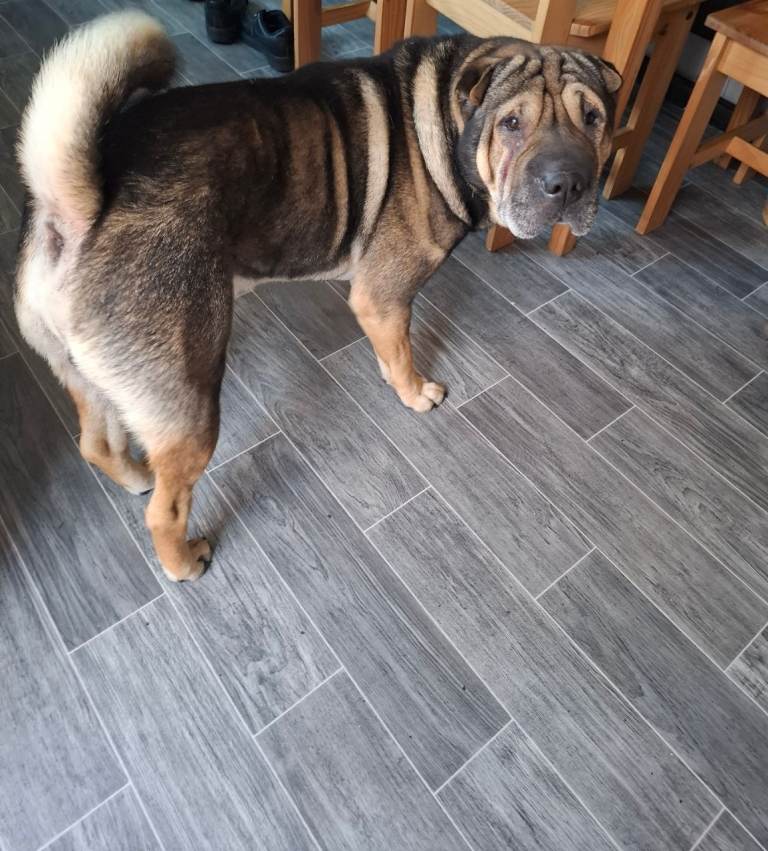 Shar pei 