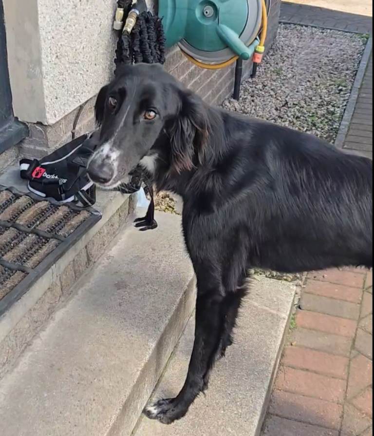 Lurcher dog saluki x greyhound 1st cross 12 months old