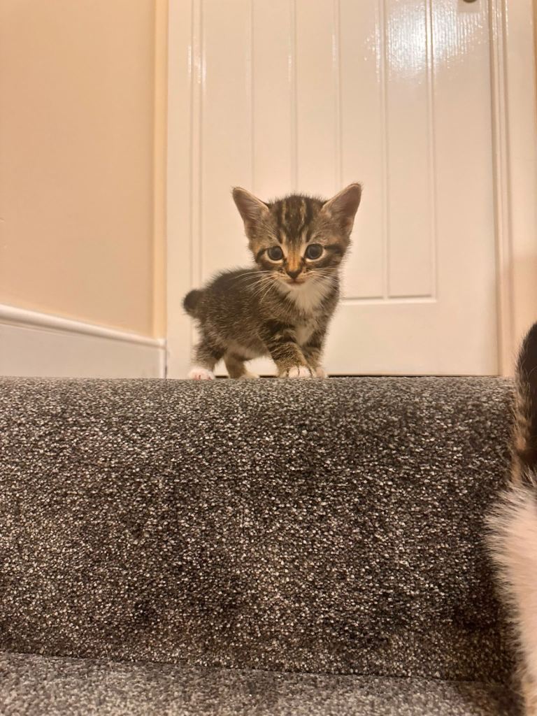 kittens and mother for sale