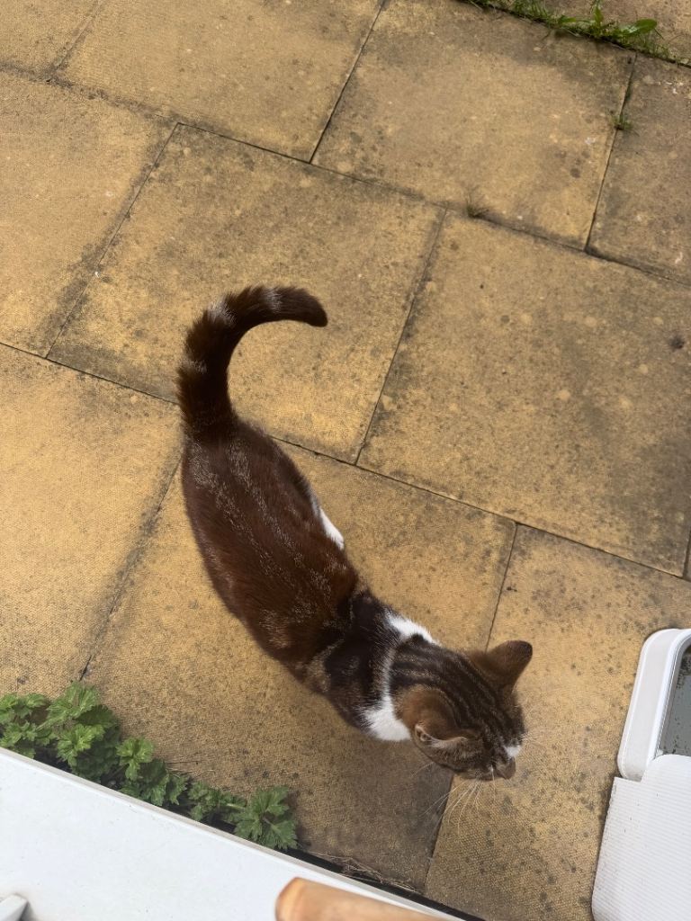 Mum (1 year old) and 3 kittens for sale 