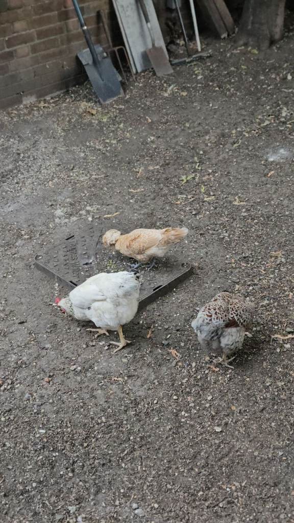 3 hens special breeds