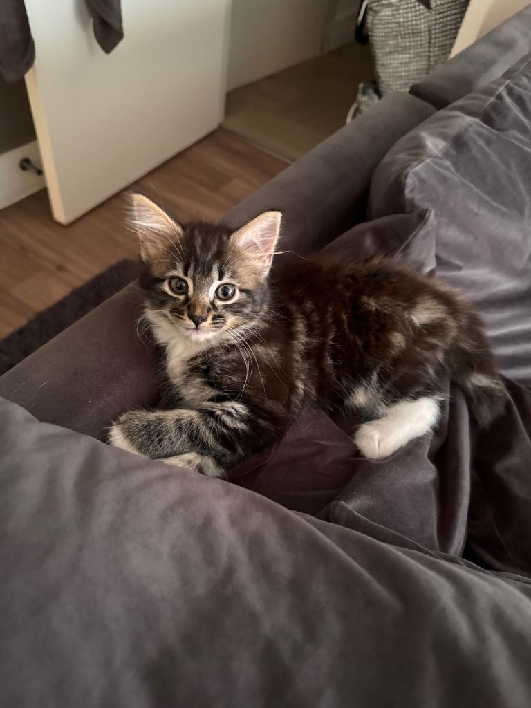 Long haired 10week old girl