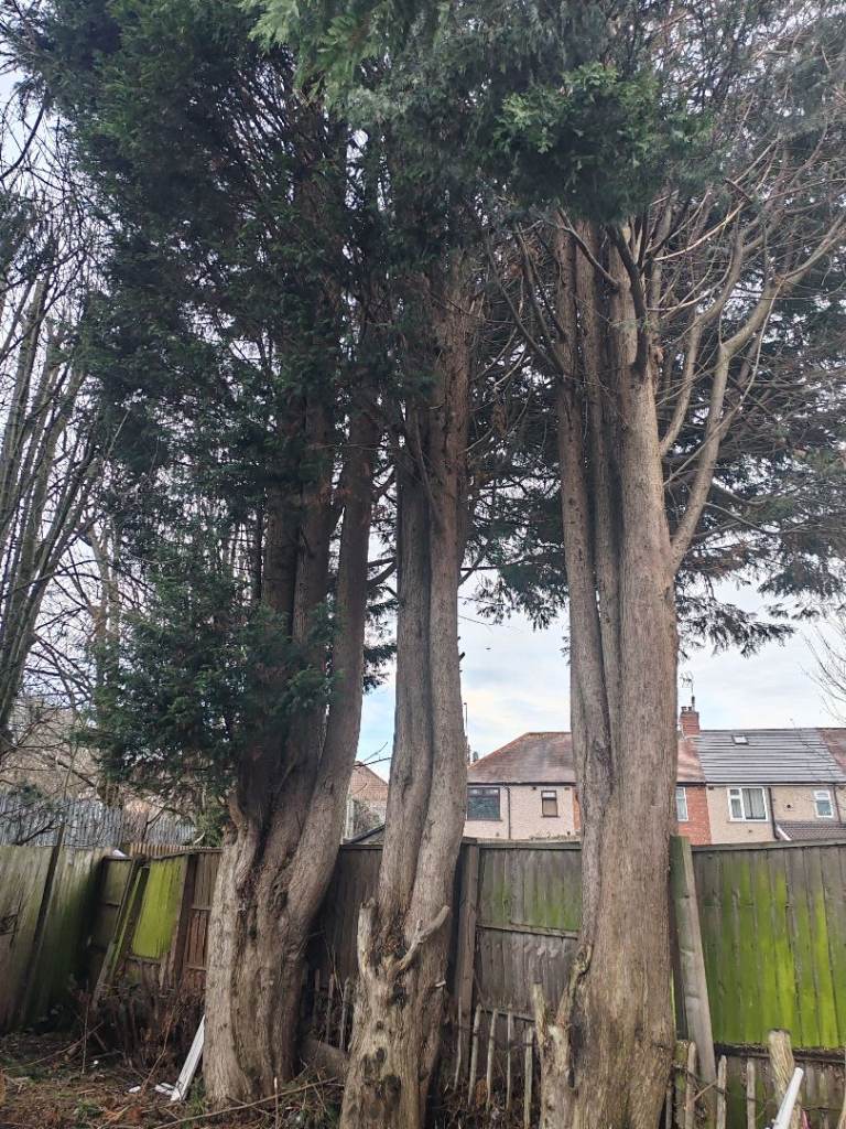 Free Trees !!!!! 