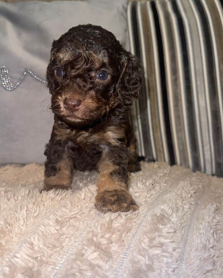 Merle Cockapoo Puppies