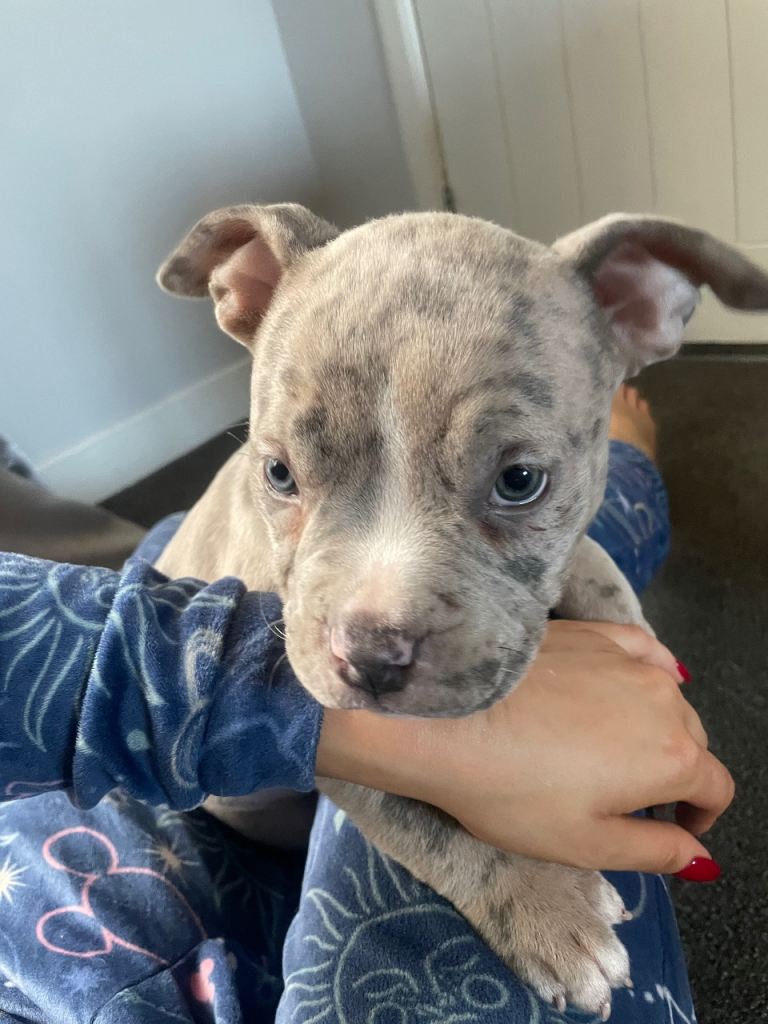 Pocket bully puppies ABKC registered - not banned breed 