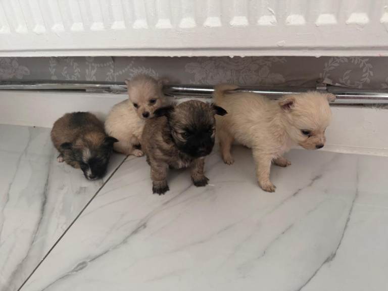 Micro Pomchi pomeranian x chihuahua