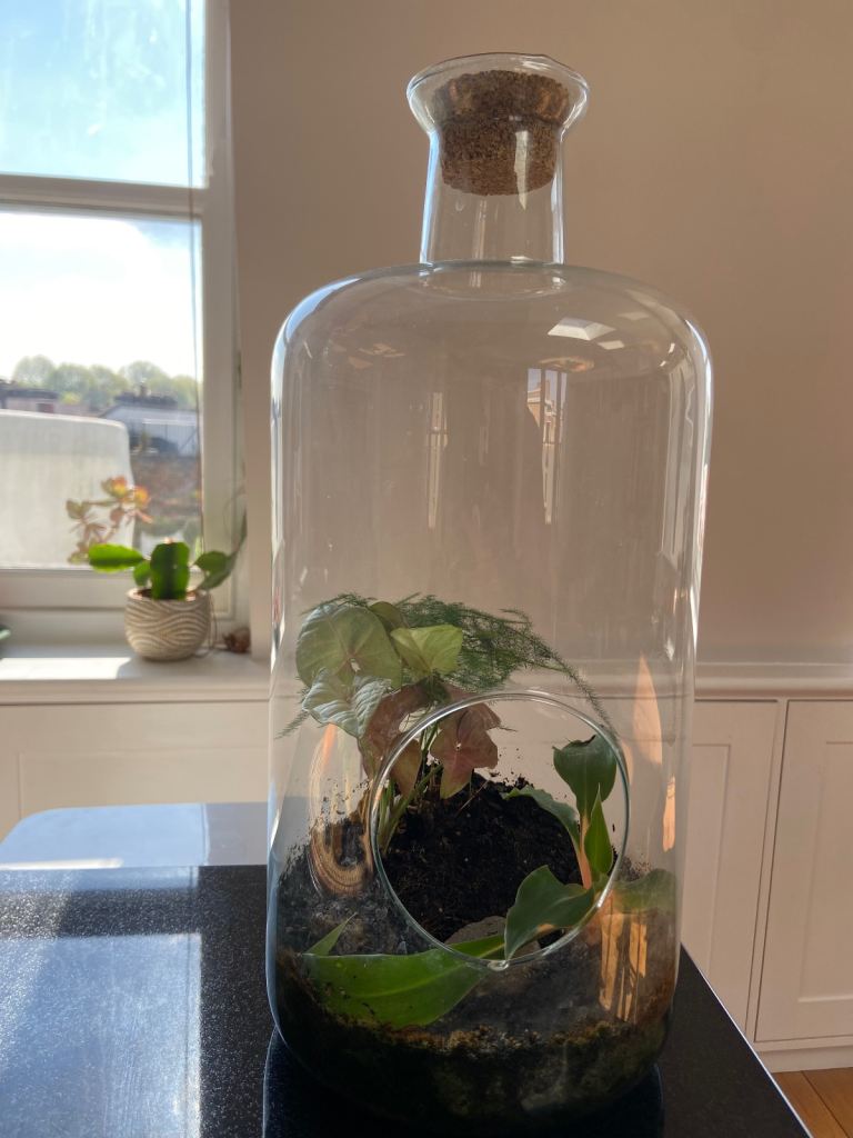Established large terrarium 