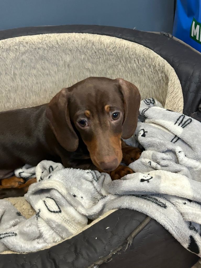 Stunning chocolate & tan miniature dachshunds looking for their forever homes