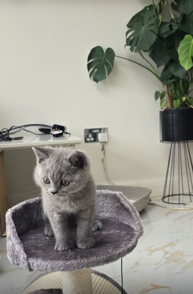 Beautiful British Shorthair kitten looking for a loving home 🐱💙