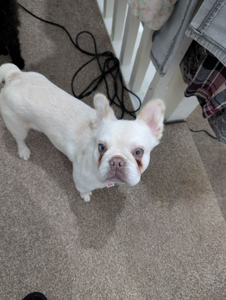 Beautiful fluffy Frenchie 