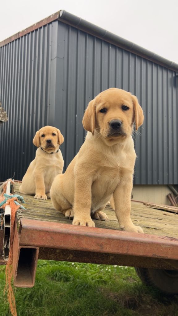 Gorgeous Golden Labrador Retriever  puppies 