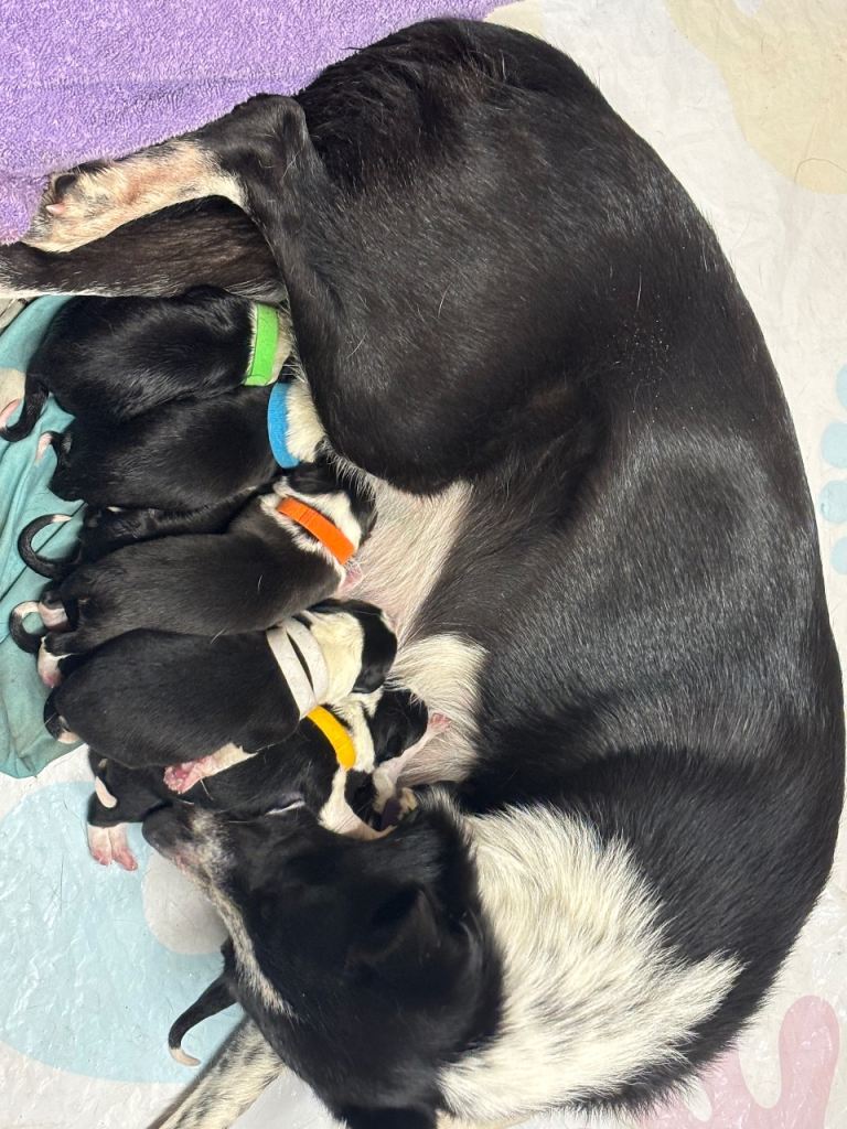 7 border collie puppies