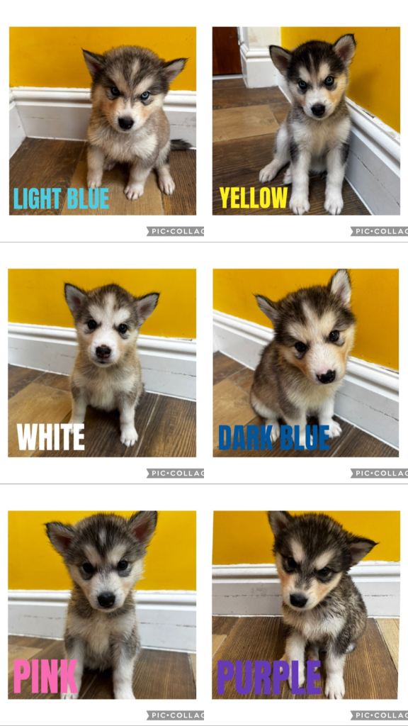 Husky x Malamute puppies
