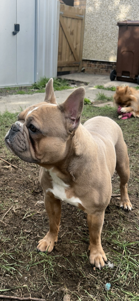 Male French bull dog 