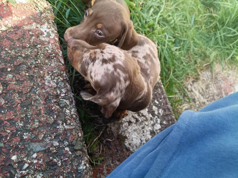 Dachshund puppies 
