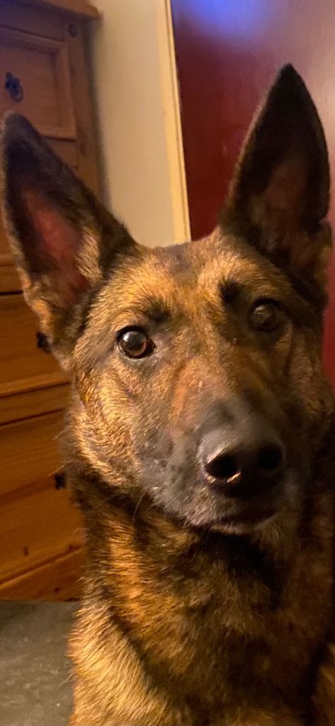  German Shepherd 