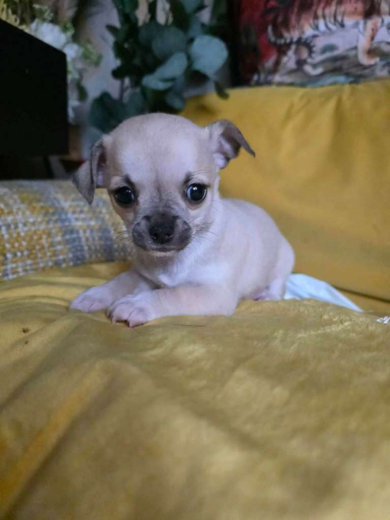 4 stunning shihtzu x chihuahua puppies 