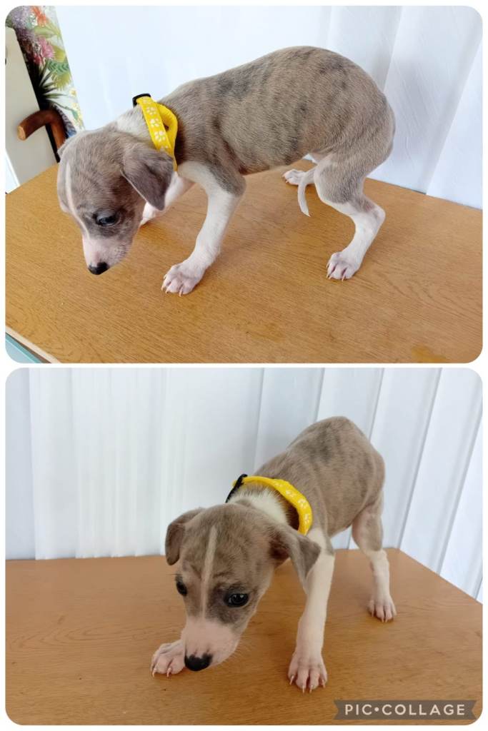 Stunning Whippet Puppies