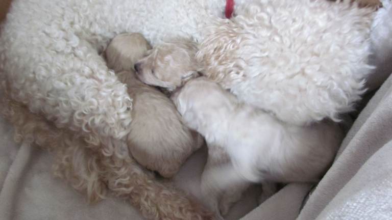 3 little girl puppies Pedigree Toy Poodle cross Bichon puppies Poochons non shed hypoallergenic