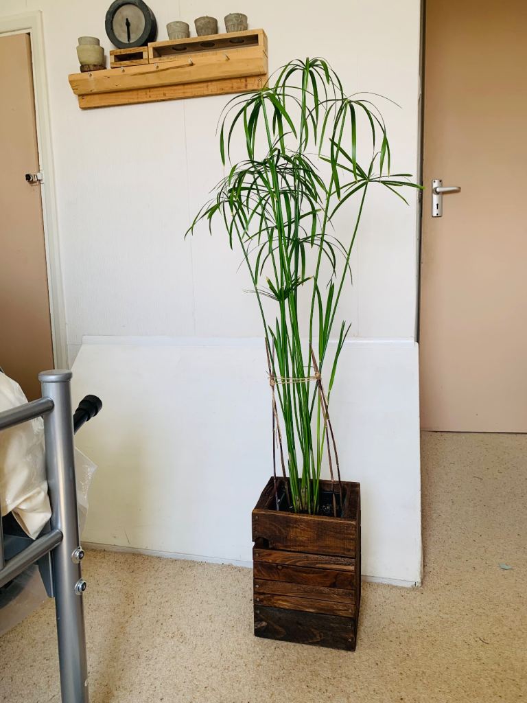 House plant
