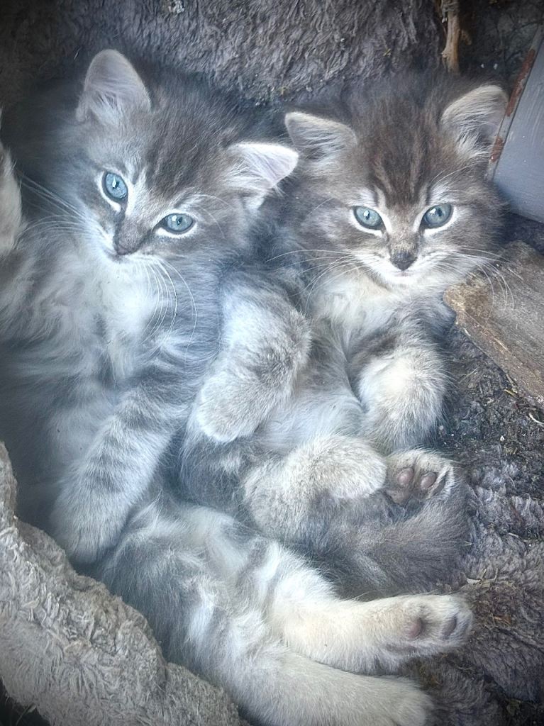 Farm Bred super kittens only 2 left