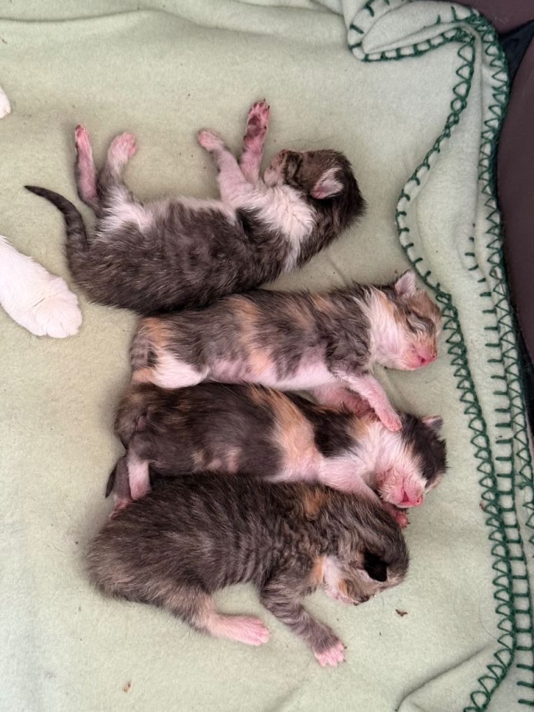 5 gorgeous kittens
