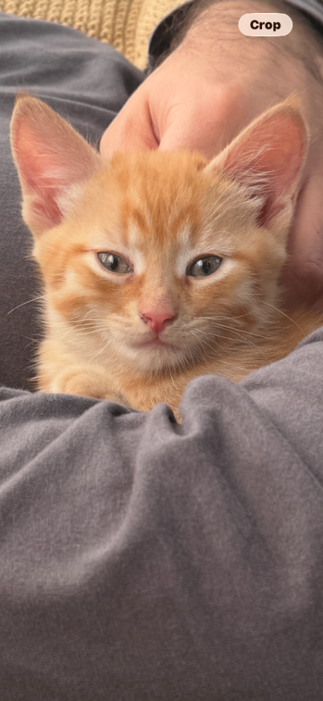 Ginger cat 