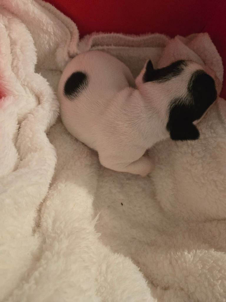 French bulldog pups for sale 