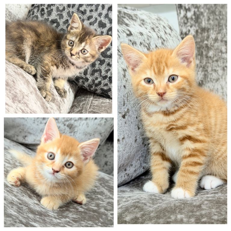British shorthairX kittens (Ready to leave)
