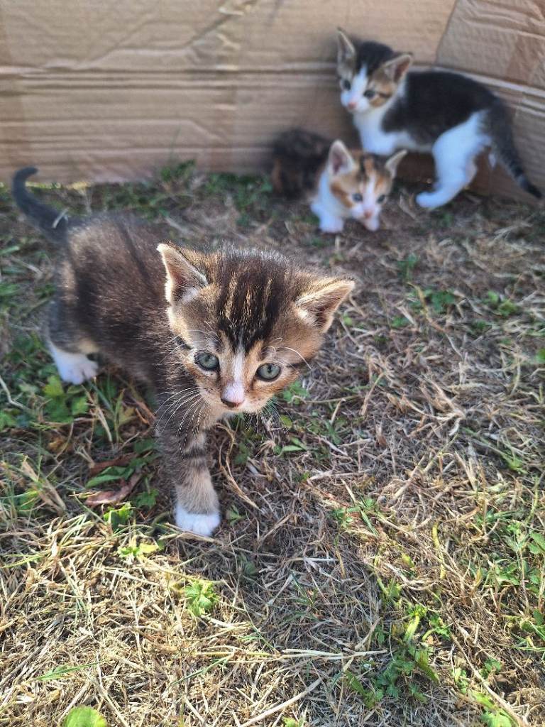 Kittens for sale 