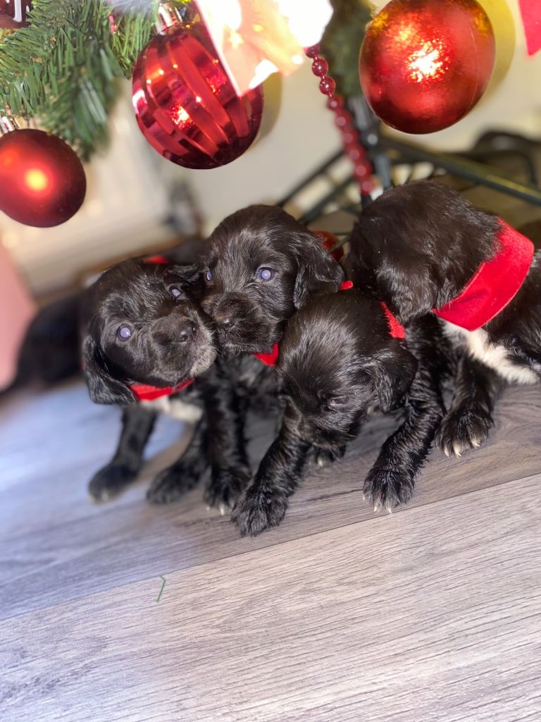 Cocker spaniel puppies 